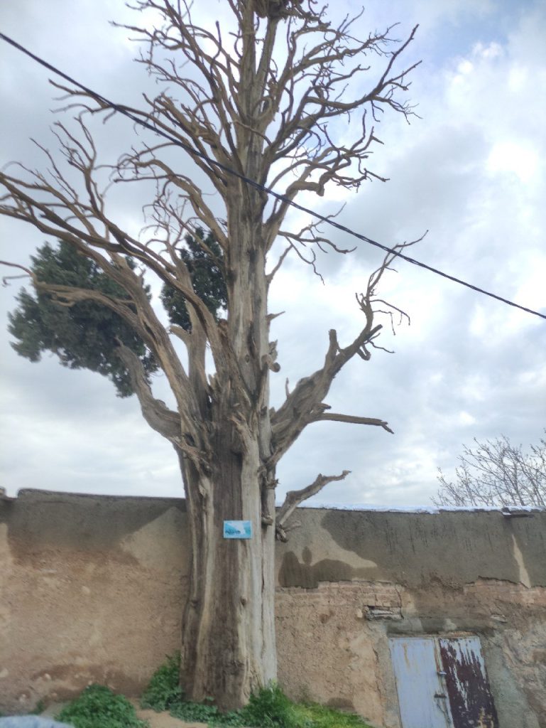 درخت زربین روستای شهنشاه